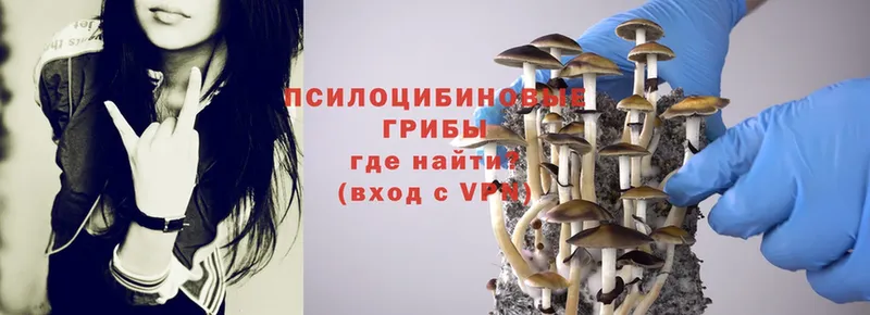 Галлюциногенные грибы Psilocybe Болгар